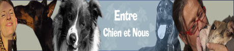 Entre chiens et nous