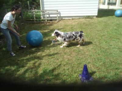 treiball Yonne