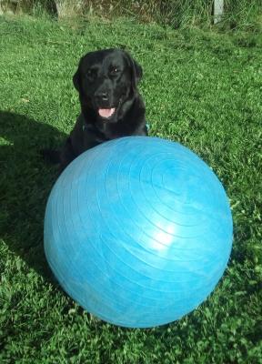 Treiball