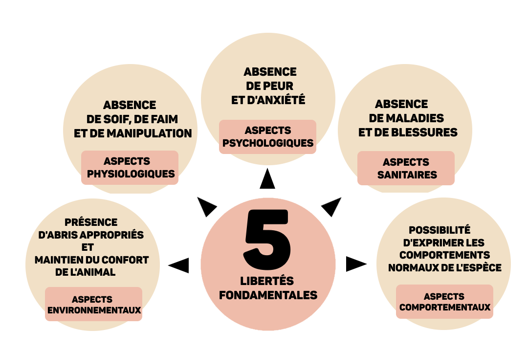 Les 5 libertes